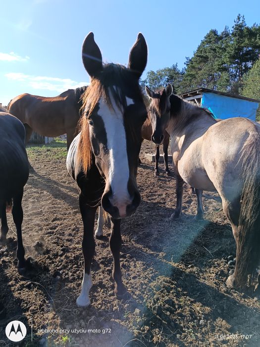 Sprzedam  lub zamienie ogiera 1.5 roku kuc feliński od matki Nn po go