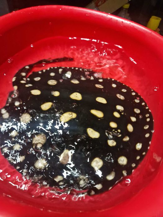 Płaszczka black diamond młode