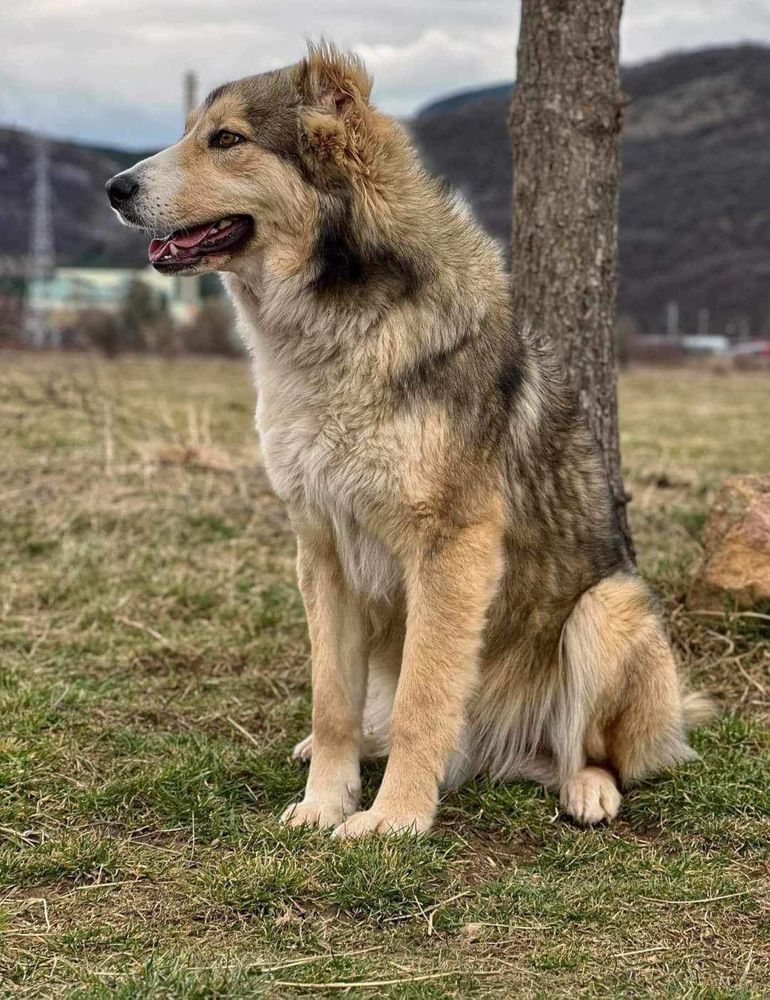 VAN - ok. 1 rok, super pozytywny , wesoły, łagodny