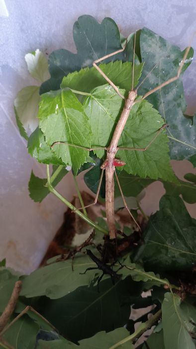 Палочник Phaenopharos khaoyaiensis