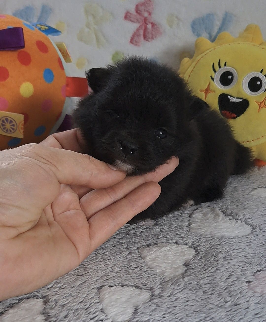 Czarna suczka Szpic Miniaturowy-Pomeranian