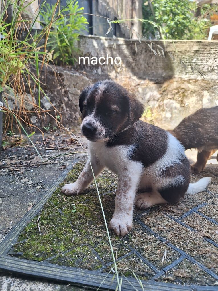 Cachorrinhos porte médio