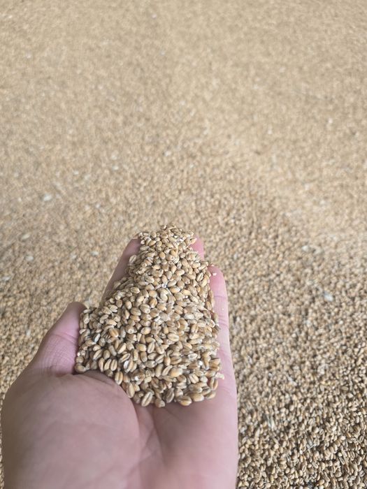 Pszenica ekologiczna z certyfikatem  150 ton