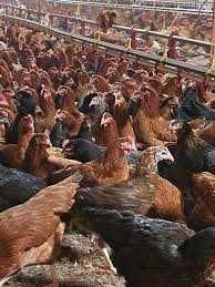 Kury Nioski z wolnego wybiegu !Rosa Messa Sussex Dominant ! ZAPRASZAM