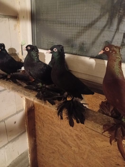 Golebie Wywrotki Blauwindry