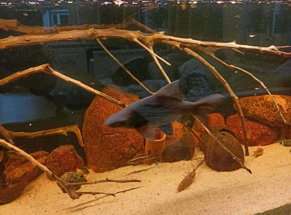 Labeo Grubowarg zielony Labeo chrysophekadion (Black Shark Fish) 20cm
