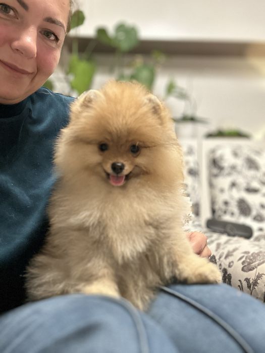 Pomeranian szpic miniaturowy