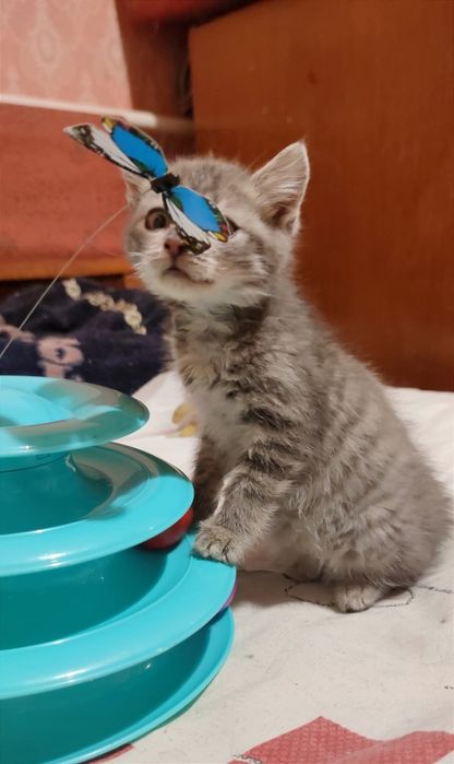 Віддам_ кошеня_ кішки_ фантік