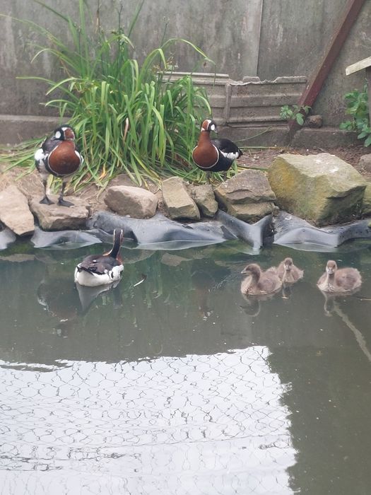 Gesi ozdobne bernikle rdzawoszyje