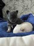 Chihuahua mini szczeniaczek długowłosy