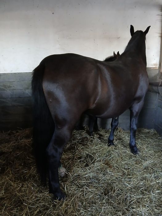 Sprzedam klacz śląską