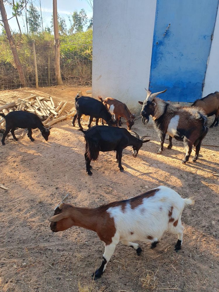 Cabras e cabritos