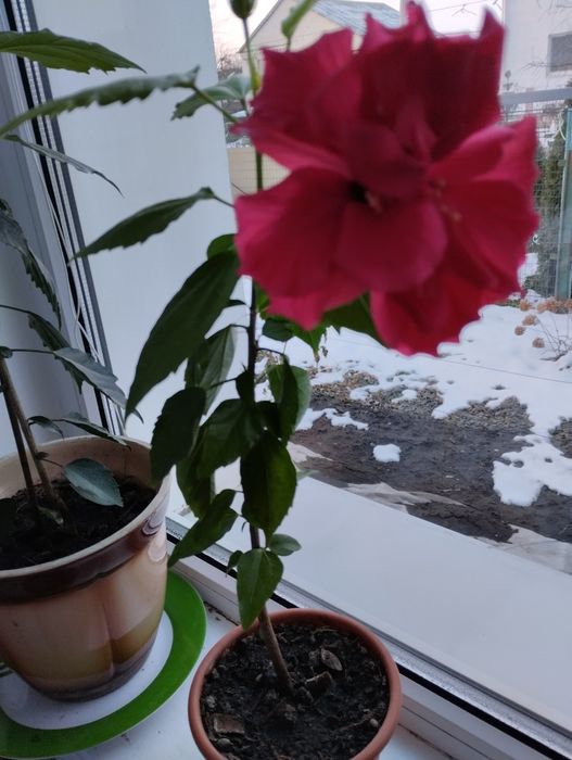 Гибискусы  комнатные