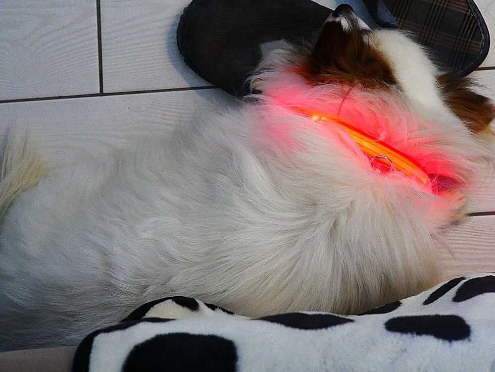 Нашийник светящийся, ошейник светится для собак USB