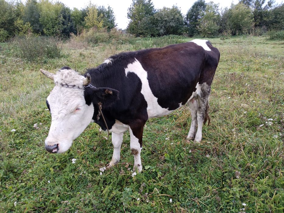 Продається молода корова
