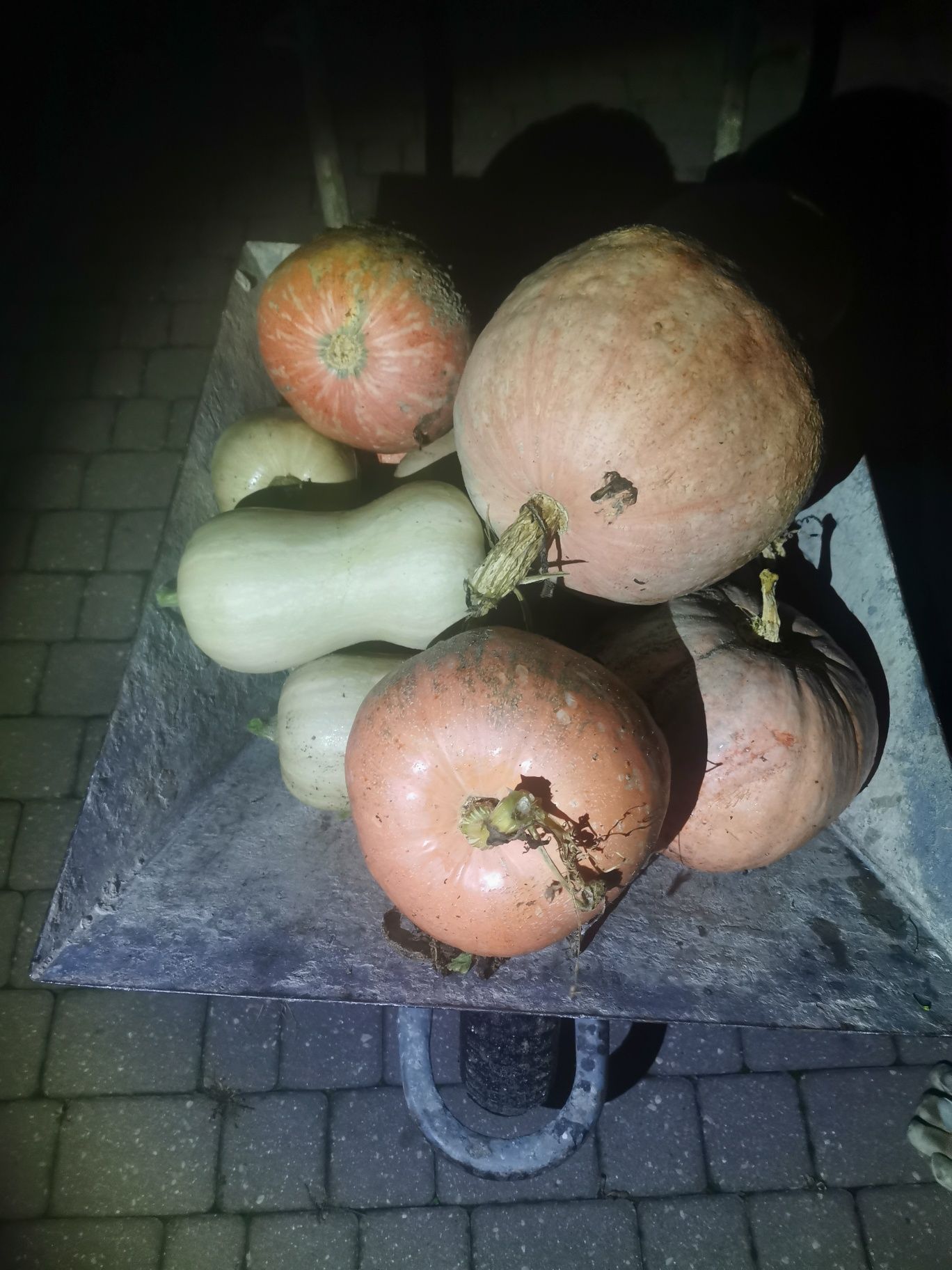Marchew, marchewka, cebula z 2025