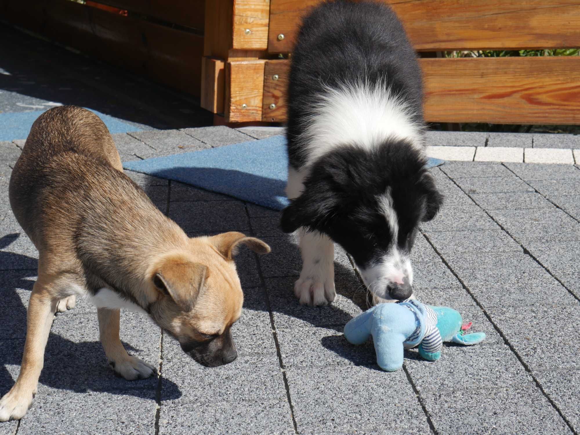 Border Collie - piesek