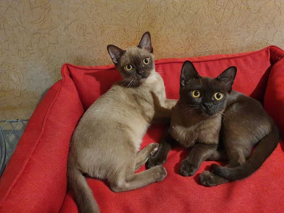 Коты бурмы американской!