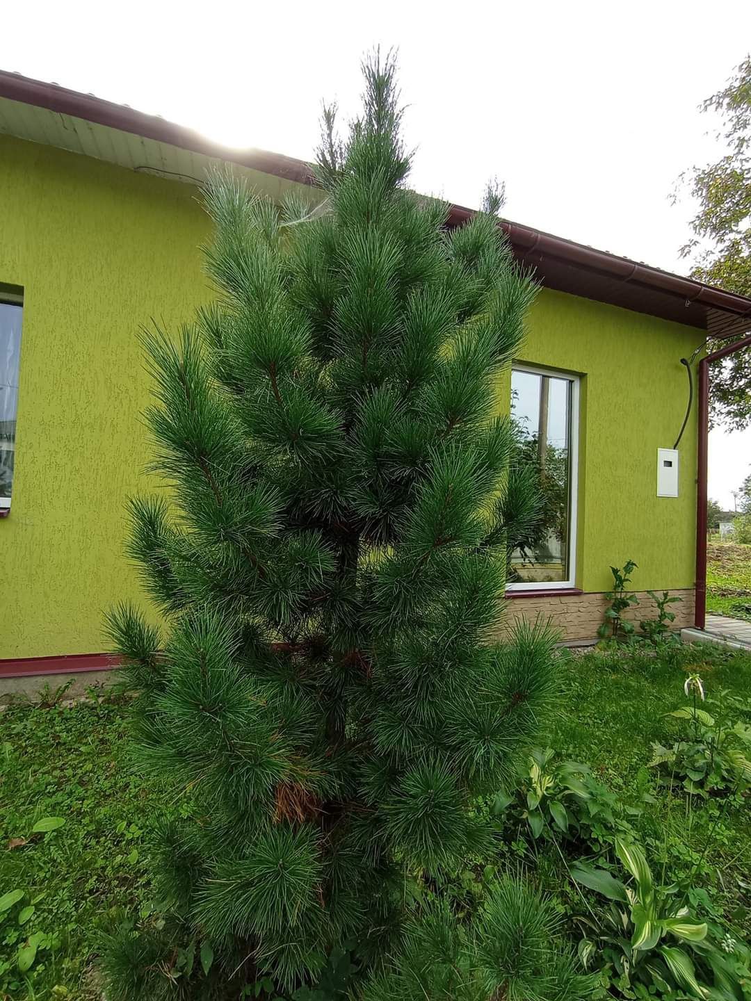 Кедрова сибірська сосна саджанці