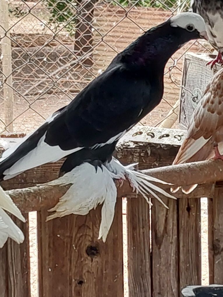Pombos de fantasia