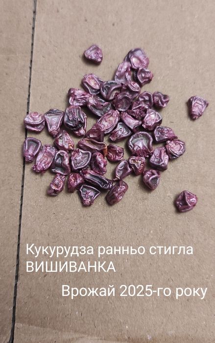 Посів матеріал Солодка кукурудза РАКЕЛЬ F1