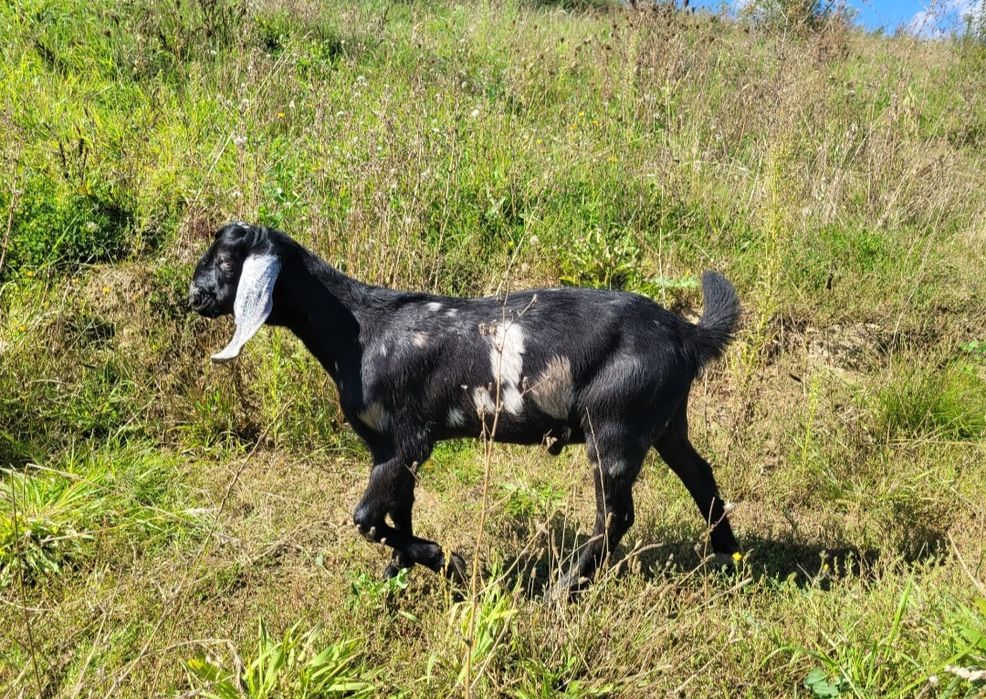 Kozioł, koziołek anglonubijski