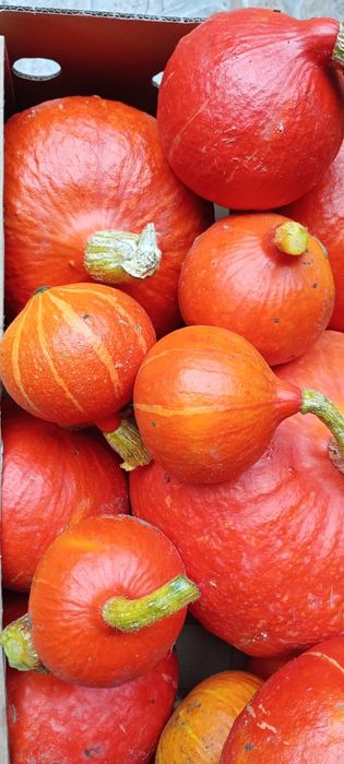 Dynia hokkaido 15 kg ostatni zbiór wyprzedaż