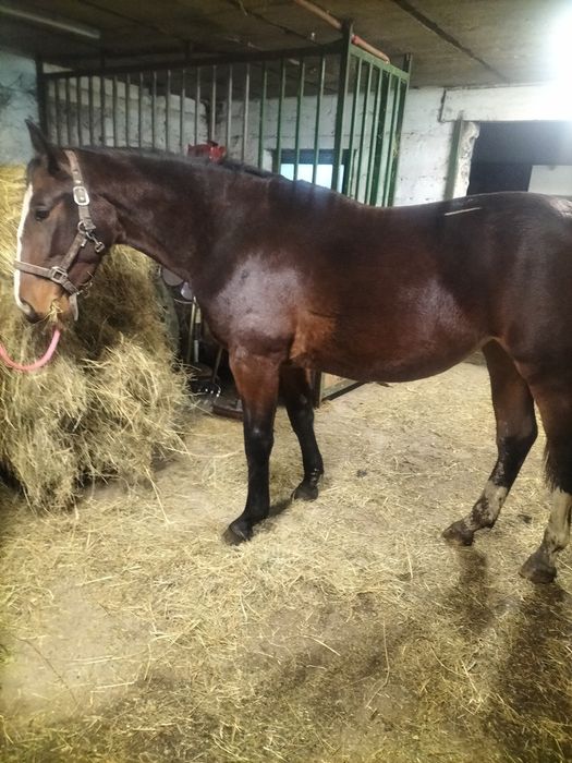 Sprzedam półtora roczną klacz Śląską