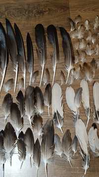 pióra bielik orzeł naturalne skrzydła piórka ptak taksydermia wypchane