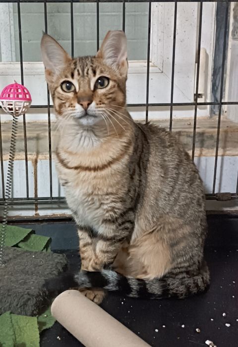 Gatinha para adoção, 4 meses.