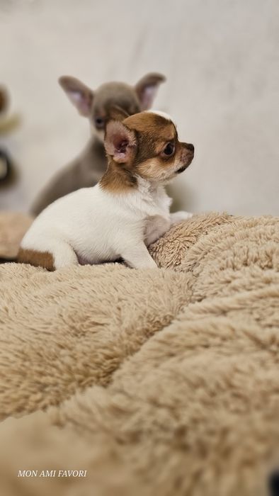 Класнючий хлопчик, КСУ