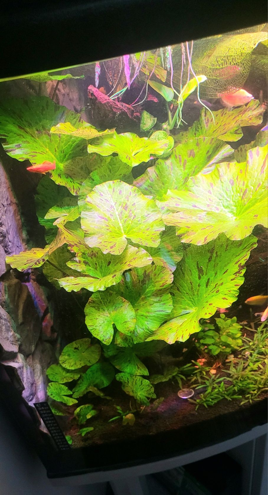 Lotos nymphaea Tiger