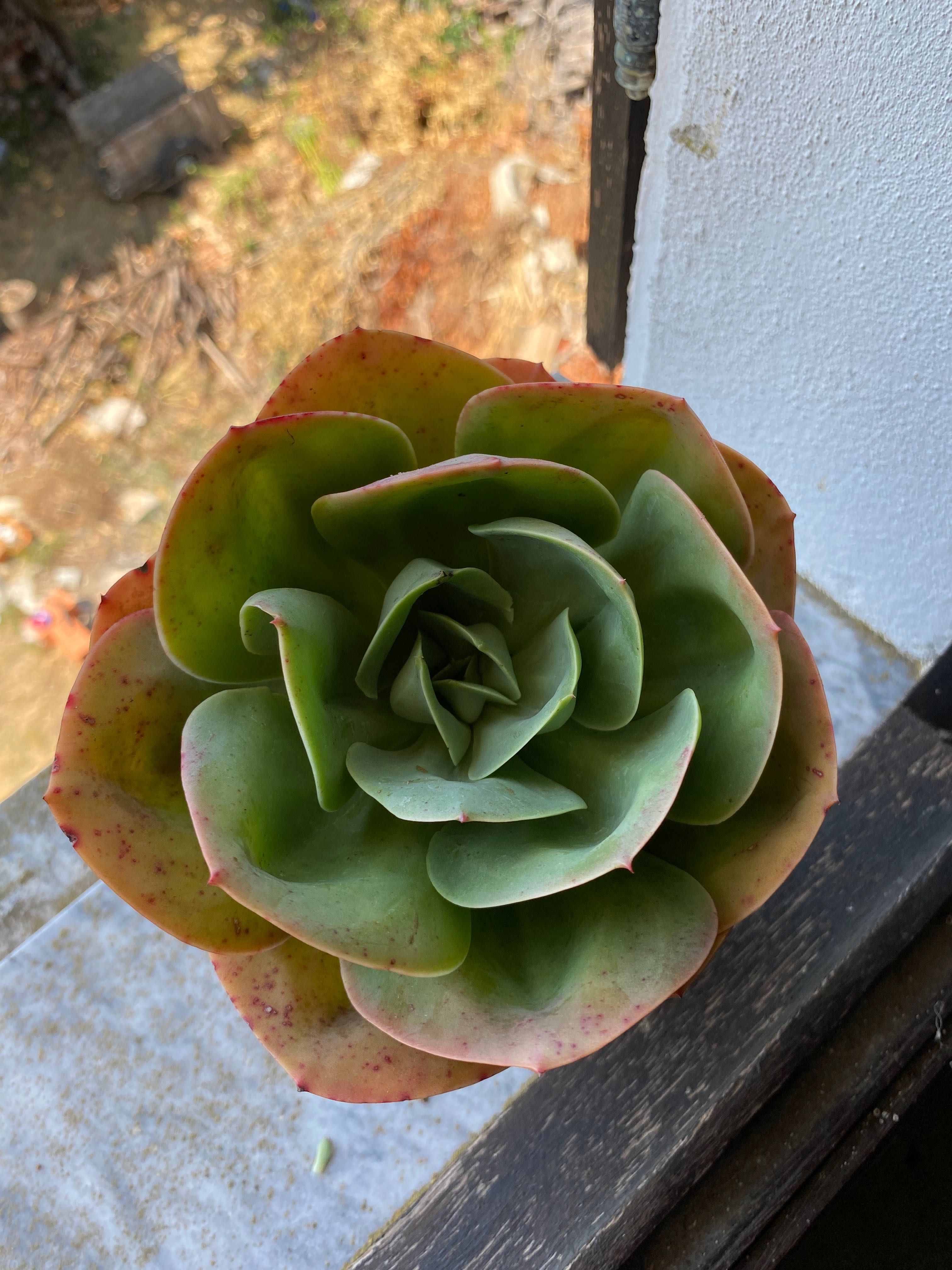 Suculenta Mandala