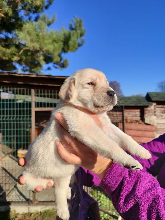 Лабрадор, дівчинка