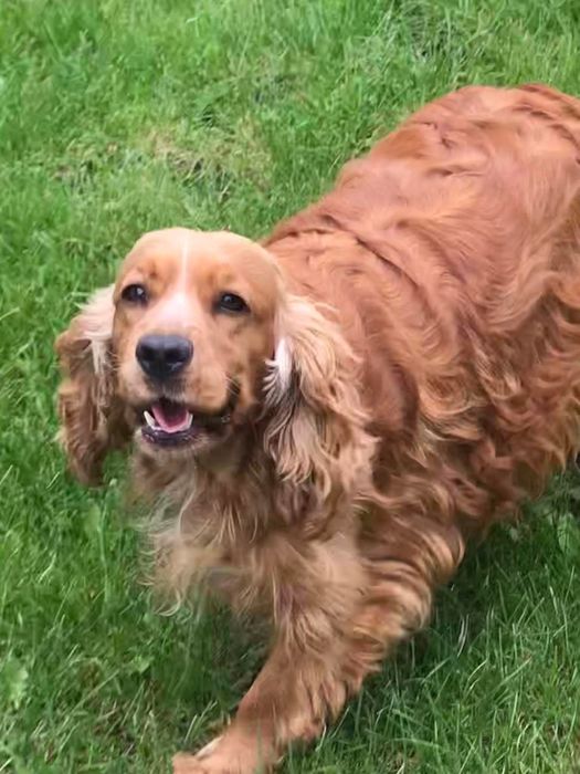 Cocker spaniel angielski dziewczynka