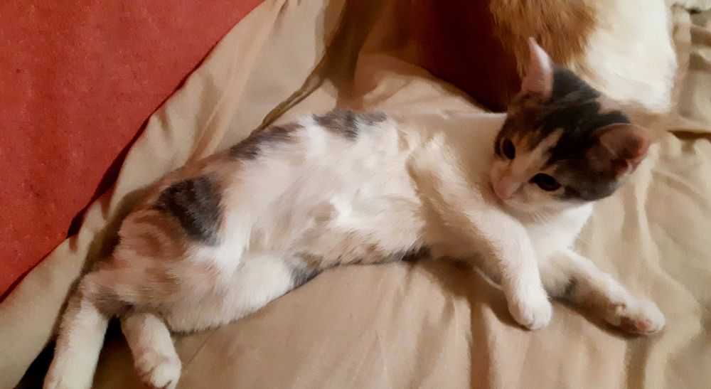 Тварини. Киця 3 місяці.