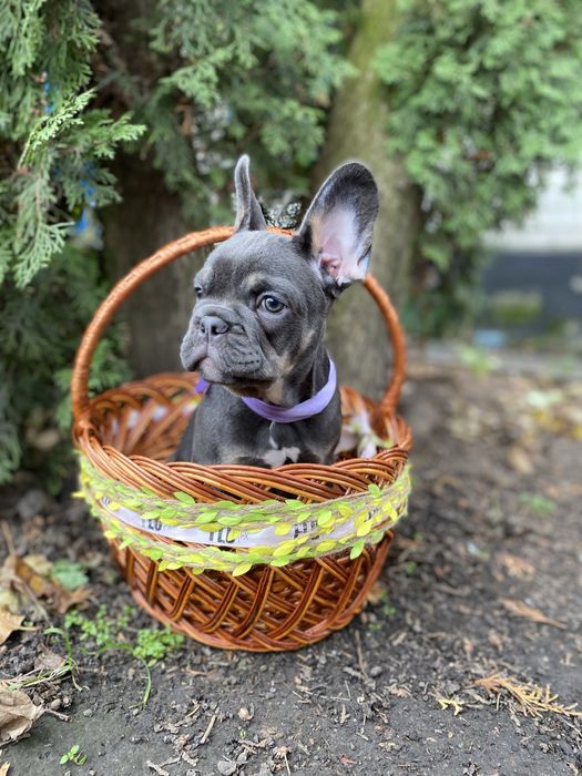 Блакитна красуня дівчинка французького бульдога