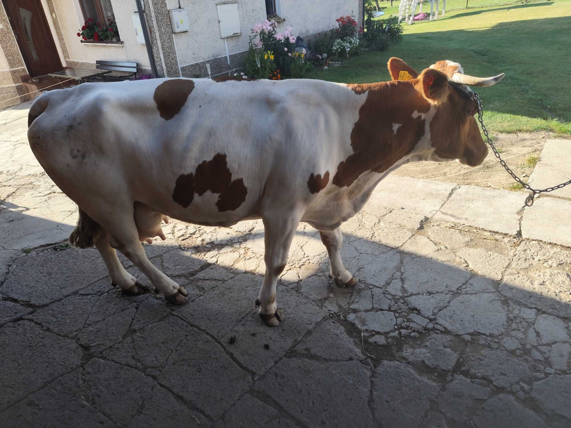 Krowa RW 6 lat bardzo dobra
