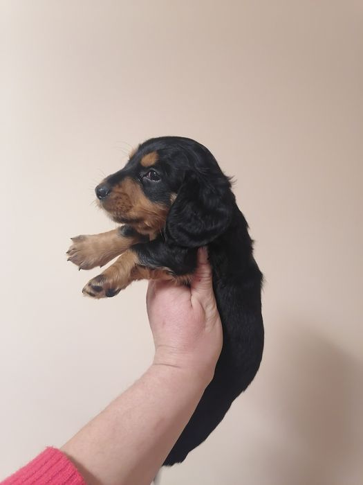 Таксята від мраморного татуся