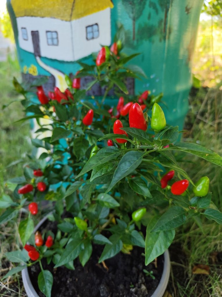 Гіркий перець "Козацький"(червоний),, " Capsicum orange"