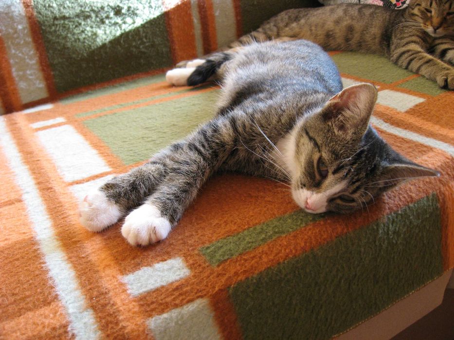 Młodziutki kochany kocurek do adopcji