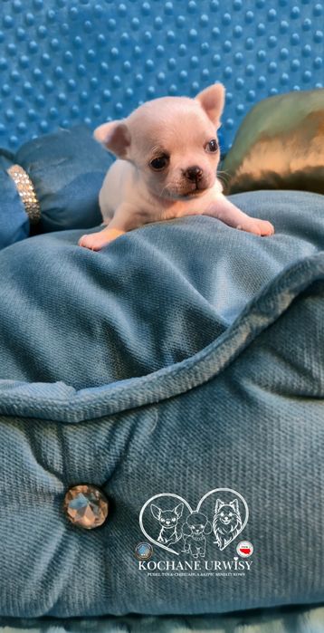 Perełka- malutki biały chłopczyk Chihuahua krótkowłosy