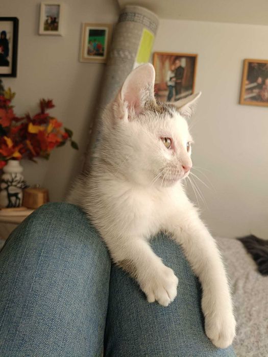 Kto pokocha Barnabę?