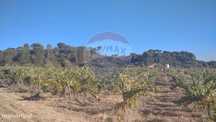 Terreno  para Venda