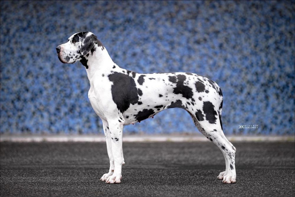 Piękna suczka merle dog niemiecki ZKwP/FCI z wyjątkowego skojarzenia!