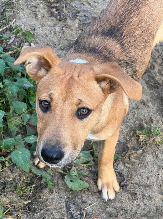 Ava młoda suczka szuka domu