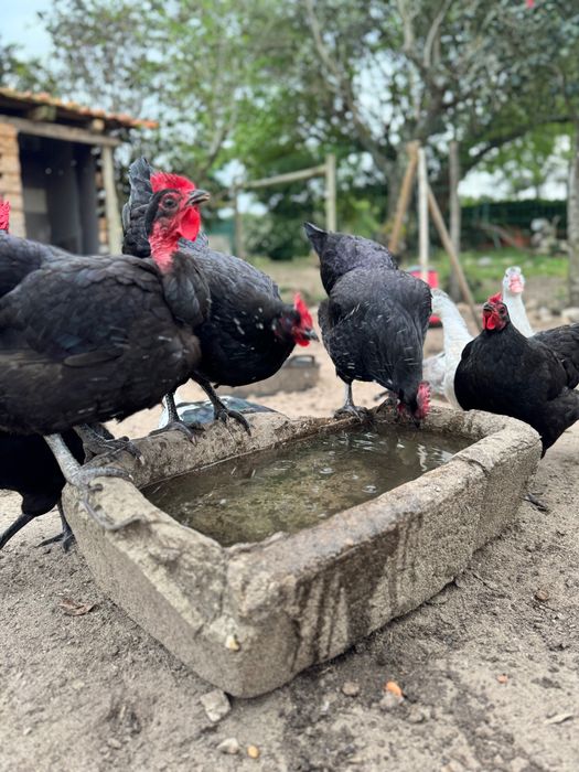 Galinhas Pretas Lusitânicas