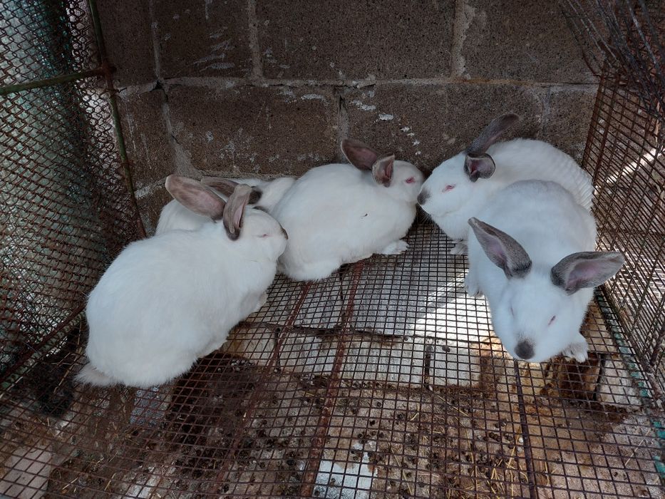 Кролі на племя та м'ясо.Чотири лінії різних порід. Термон,б/в