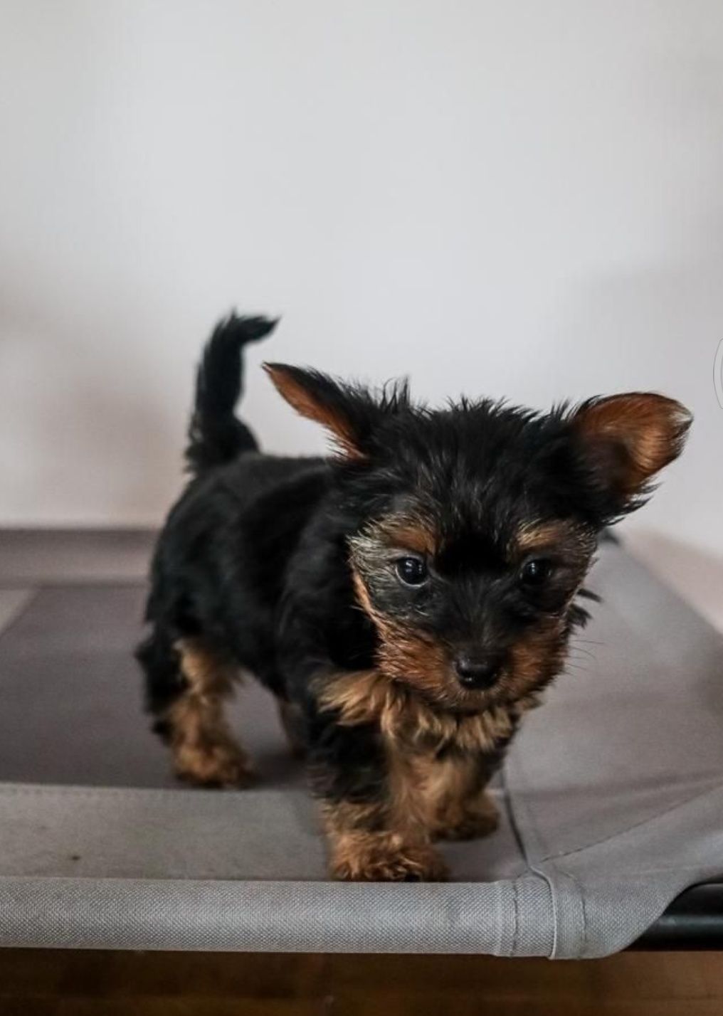 Cachorro Yorkshire Terrier