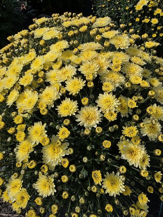Chryzantemy drobnokwiatowe od producenta